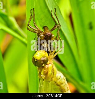 A dragon fly, a bubble tube has just slipped out of t e larva, the nymph and is hanging and drying on it`s own larva Stock Photo